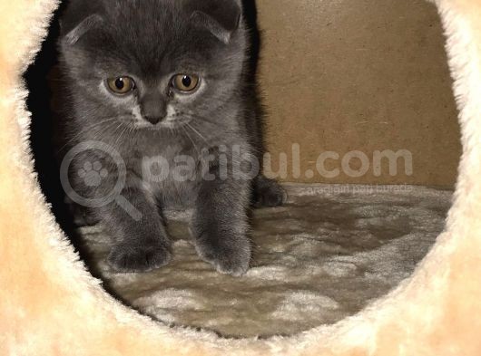 Safkan Oyunbaz Scottish Fold
