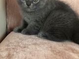 Safkan Oyunbaz Scottish Fold