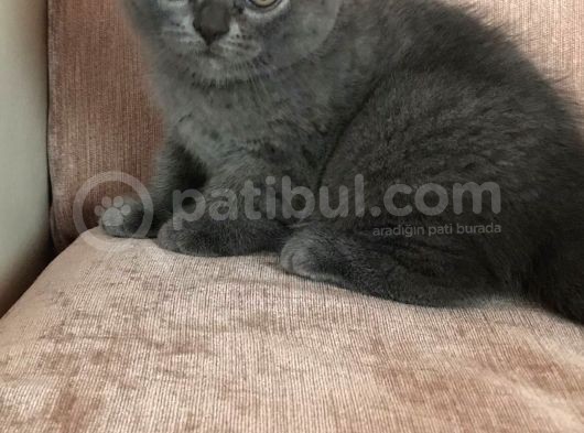 Safkan Oyunbaz Scottish Fold görsel