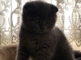 Safkan Oyunbaz Scottish Fold