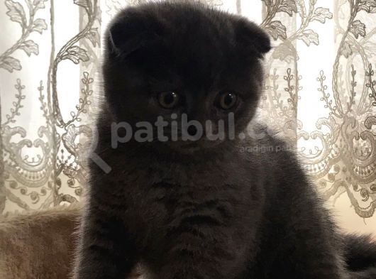 Safkan Oyunbaz Scottish Fold görsel