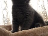 Safkan Oyunbaz Scottish Fold