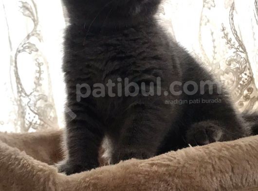 Safkan Oyunbaz Scottish Fold görsel