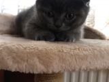 Safkan Oyunbaz Scottish Fold