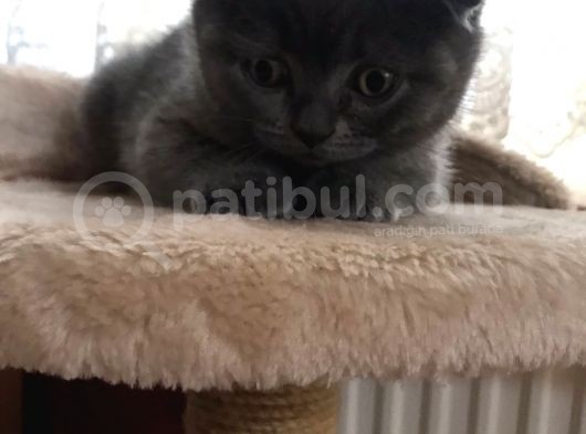Safkan Oyunbaz Scottish Fold görsel