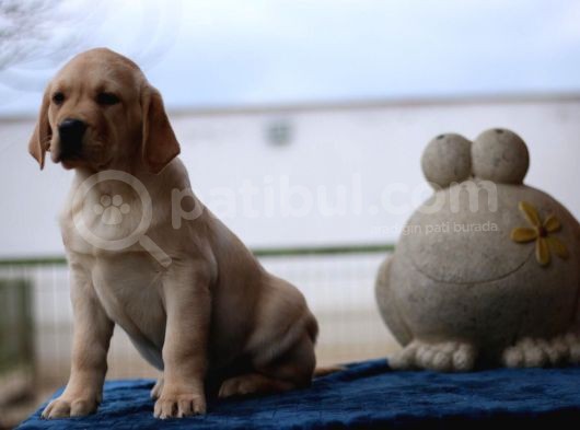 A Secereli Show Kalitede Labrador görsel