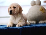 A Secereli Show Kalitede Labrador