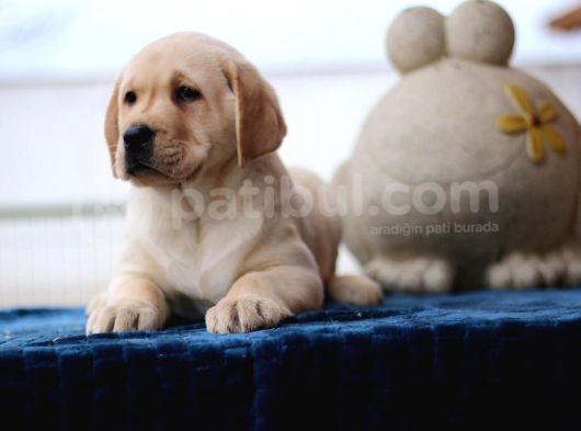 A Secereli Show Kalitede Labrador görsel