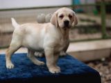A Secereli Show Kalitede Labrador
