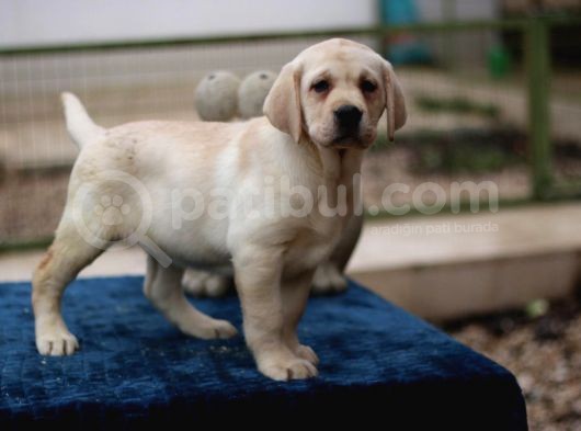 A Secereli Show Kalitede Labrador