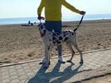 Show Kalitede Kardeş Olmayan Erkek Ve Dişi Danua(Great Dane) Yavrular