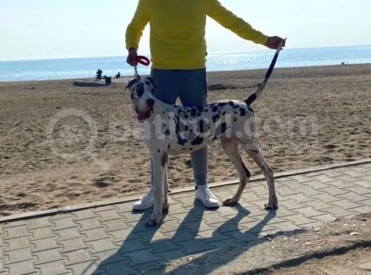 Show Kalitede Kardeş Olmayan Erkek Ve Dişi Danua(Great Dane) Yavrular görsel