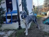 Show Kalitede Kardeş Olmayan Erkek Ve Dişi Danua(Great Dane) Yavrular