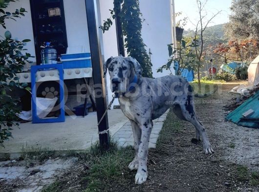 Show Kalitede Kardeş Olmayan Erkek Ve Dişi Danua(Great Dane) Yavrular görsel