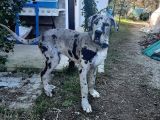 Show Kalitede Kardeş Olmayan Erkek Ve Dişi Danua(Great Dane) Yavrular