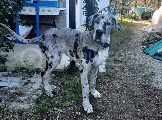 Show Kalitede Kardeş Olmayan Erkek ve Dişi Danua(Great Dane) Yavrular