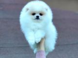 Mükemmel Kalitede Pomeranian Boo Yavrular