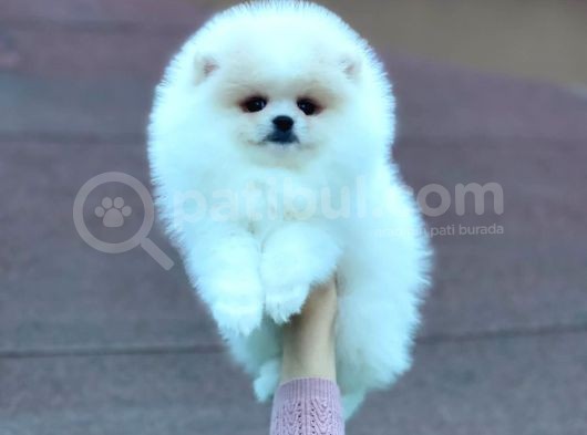 Mükemmel Kalitede Pomeranian Boo Yavrular görsel