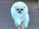Mükemmel Kalitede Pomeranian Boo Yavrular