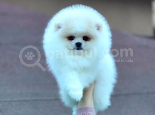 Mükemmel Kalitede Pomeranian Boo Yavrular görsel