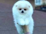 Mükemmel Kalitede Pomeranian Boo Yavrular