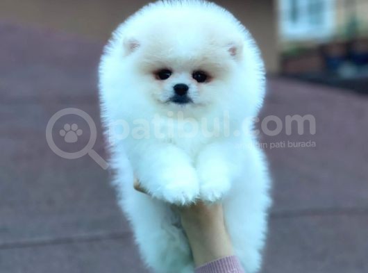 Mükemmel Kalitede Pomeranian Boo Yavrular görsel