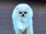 Mükemmel Kalitede Pomeranian Boo Yavrular