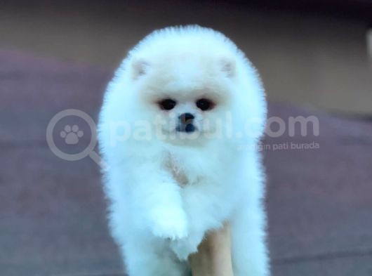Mükemmel Kalitede Pomeranian Boo Yavrular