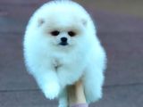 Mükemmel Kalitede Pomeranian Boo Yavrular