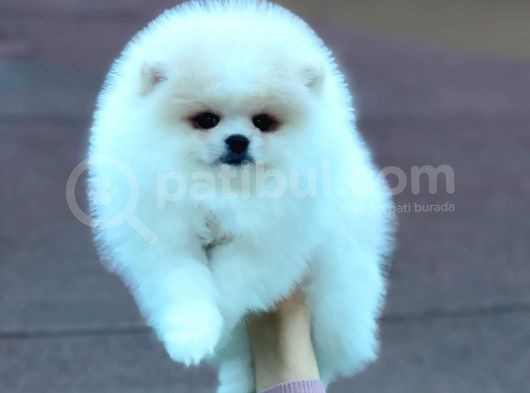 Mükemmel Kalitede Pomeranian Boo Yavrular görsel
