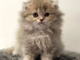 Longhair Scottish Fold Erkek Yavrumuz