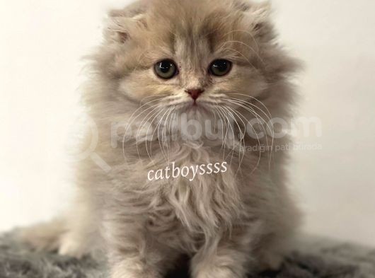 Longhair Scottish Fold Erkek Yavrumuz görsel