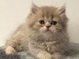Lilac Longhair British Dişi Yavrumuz