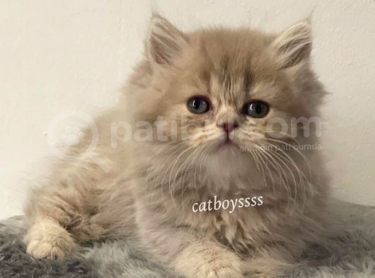 Lilac Longhair British Dişi Yavrumuz görsel