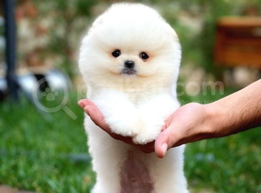 Aa Kalite Tcup Yakışıklı Pomeranian Oğlumuz Fanta