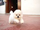 Aa Kalite Tcup Yakışıklı Pomeranian Oğlumuz Fanta