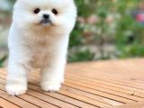 Aa Kalite Tcup Yakışıklı Pomeranian Oğlumuz Fanta