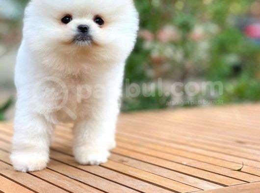 Aa Kalite Tcup Yakışıklı Pomeranian Oğlumuz Fanta görsel