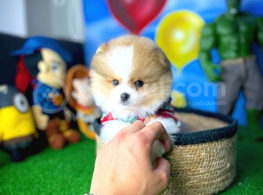 Irk Ve Sağlık Garantili Pomeranian Boo Yavrularımız görsel