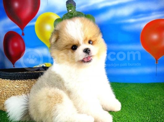 Irk Ve Sağlık Garantili Pomeranian Boo Yavrularımız görsel