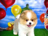 Irk Ve Sağlık Garantili Pomeranian Boo Yavrularımız