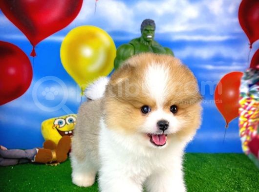 Irk Ve Sağlık Garantili Pomeranian Boo Yavrularımız görsel