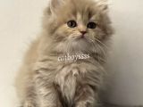 Lilac Longhair British Erkek Yavrumuz
