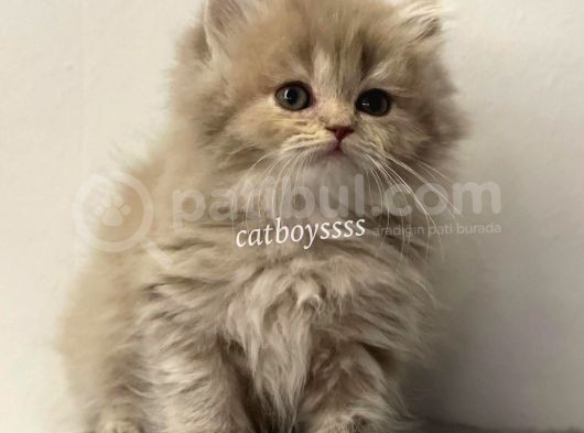 Lilac Longhair British Erkek Yavrumuz