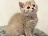 Lilac Golden British Shorthair Dişi Yavrumuz