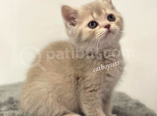 Lilac Golden British Shorthair Dişi Yavrumuz görsel