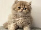 Lilac Longhair British Dişi Yavrumuz