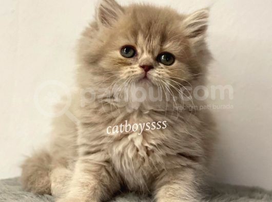 Lilac Longhair British Dişi Yavrumuz