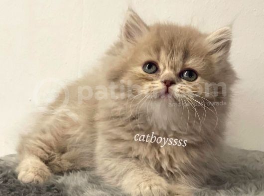 Lilac Longhair British Dişi Yavrumuz görsel
