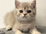 Lilac Golden British Shorthair Dişi Yavrumuz